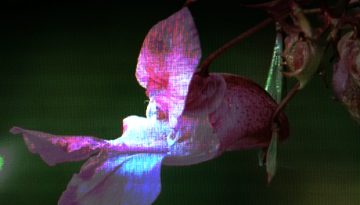 IMG_3369