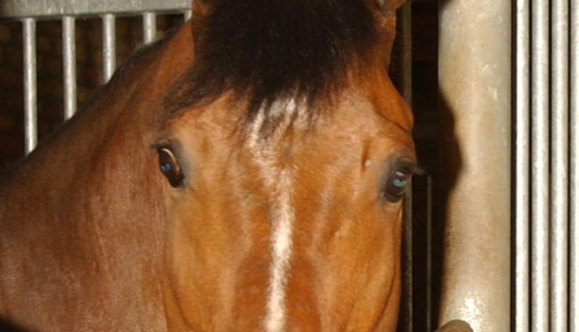 Barbara-Ellen-Volkmer-00223