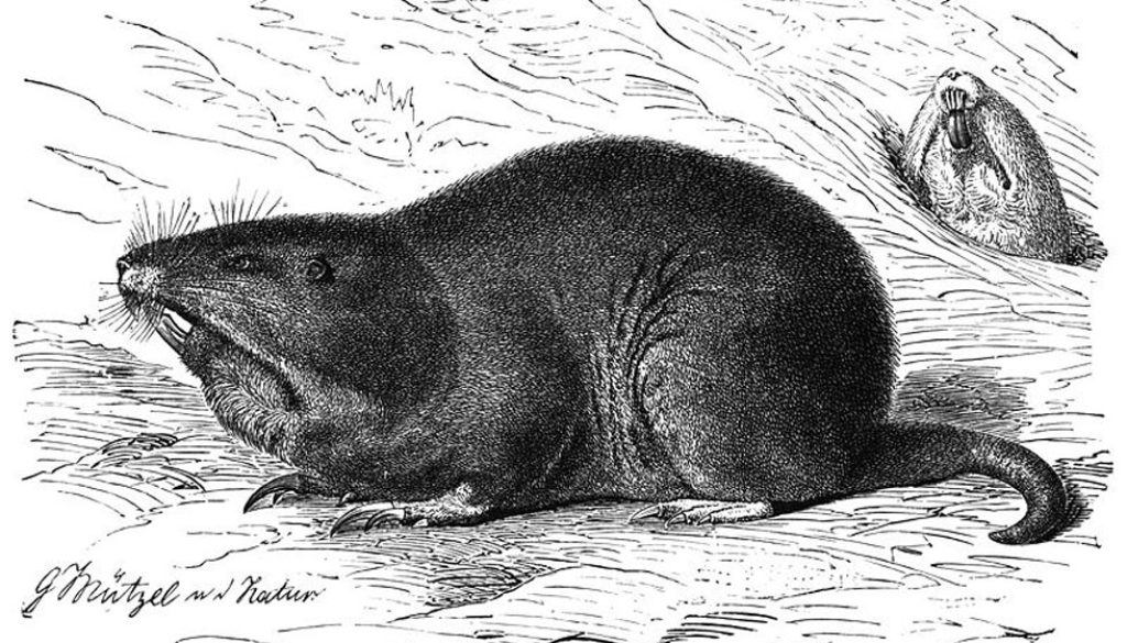 Flachlandtaschenratte-brehmstierleben