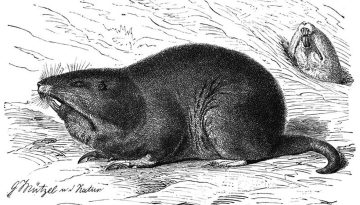 Flachlandtaschenratte-brehmstierleben